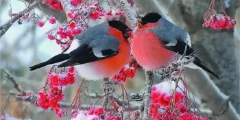 День снегиря