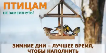 Покормите птиц зимой