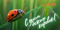 Международный день божьих коровок